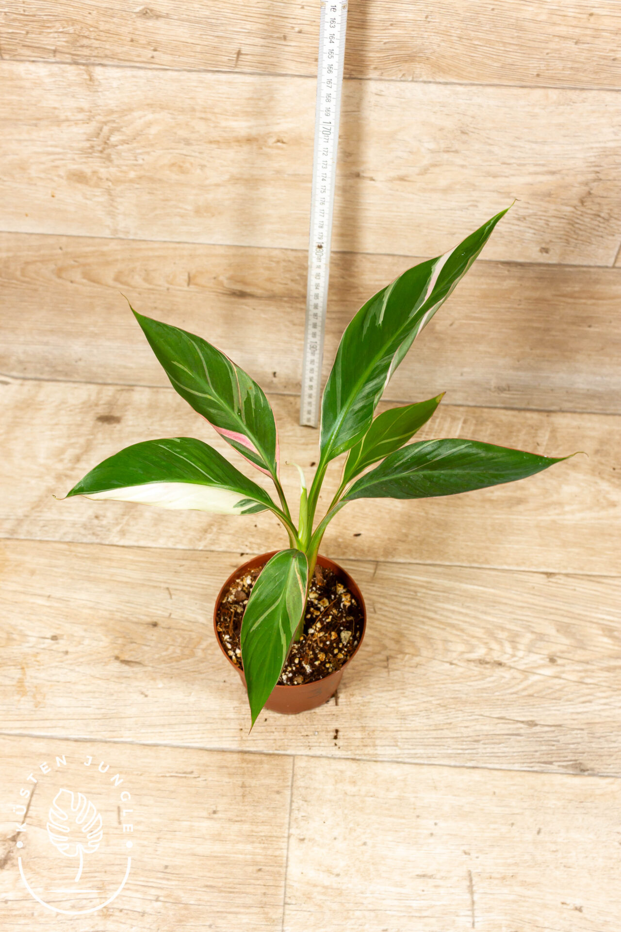 Musa nono 003D WYSIWYG