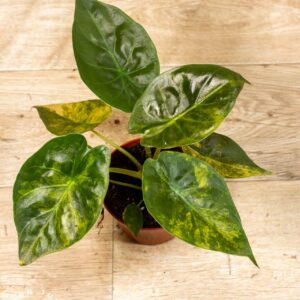 Alocasia Wentii Aurea Sunset 004A WYSIWYG