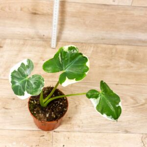 Xanthosoma mickey mouse 001C WYSIWYG