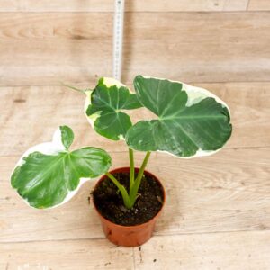 Xanthosoma mickey mouse 003C WYSIWYG