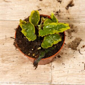 Begonia Dainty Spray Sport 001C WYSIWYG