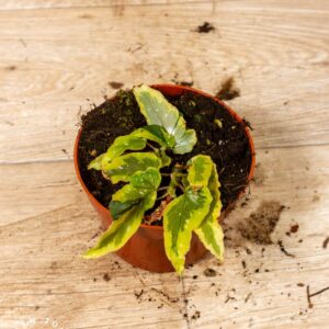 Begonia Dainty Spray Sport 002C WYSIWYG