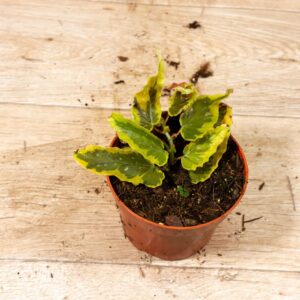 Begonia Dainty Spray Sport 003C WYSIWYG