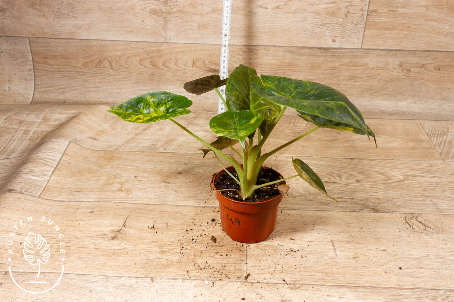 Alocasia Wentii Aurea Sunset 004A WYSIWYG – Bild 2