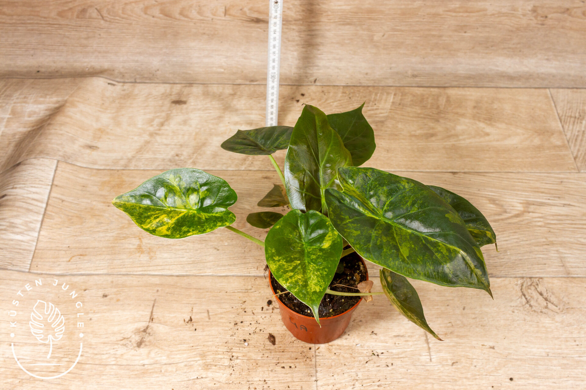 Alocasia Wentii Aurea Sunset 004A WYSIWYG