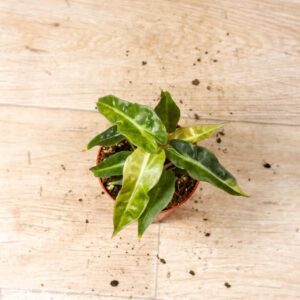 Alocasia Polly Aurea Variegata 004C WYSIWYG