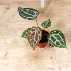 Anthurium red crystallinum 008A WYSIWYG