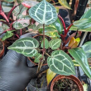 Anthurium red crystallinum 008A WYSIWYG