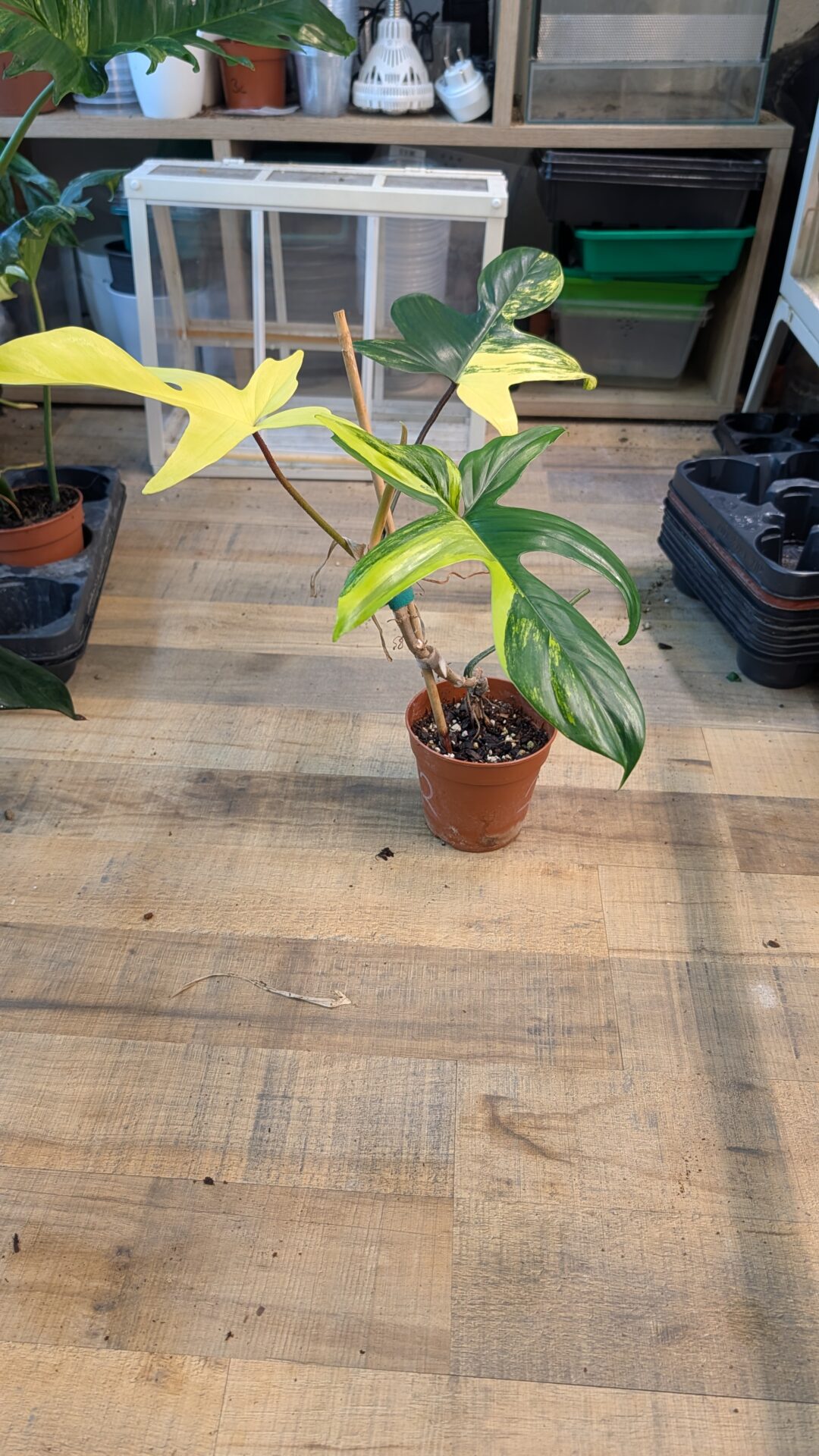 Philodendron florida beauty 001 WYSIWYG