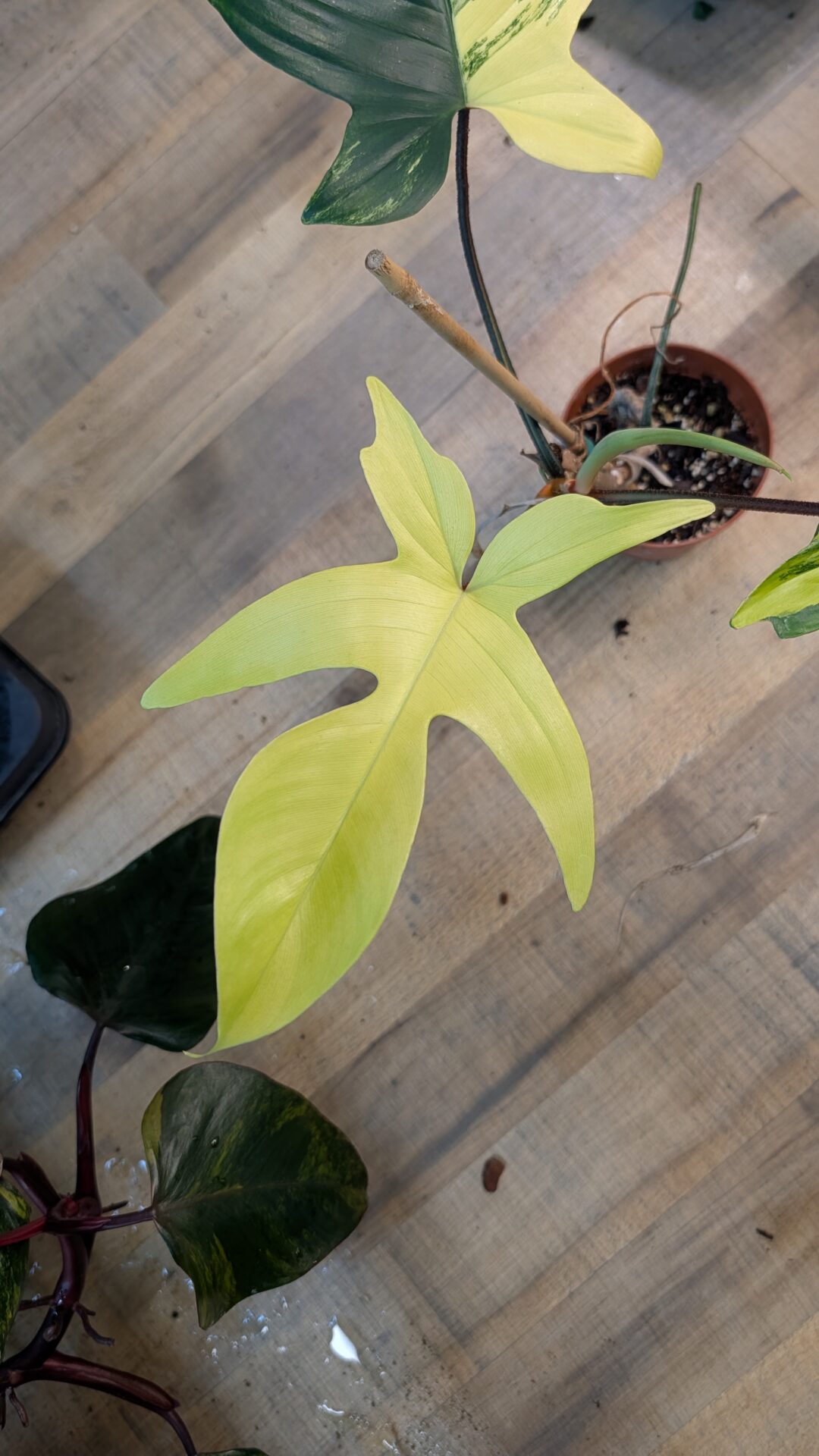 Philodendron florida beauty 001 WYSIWYG – Bild 3
