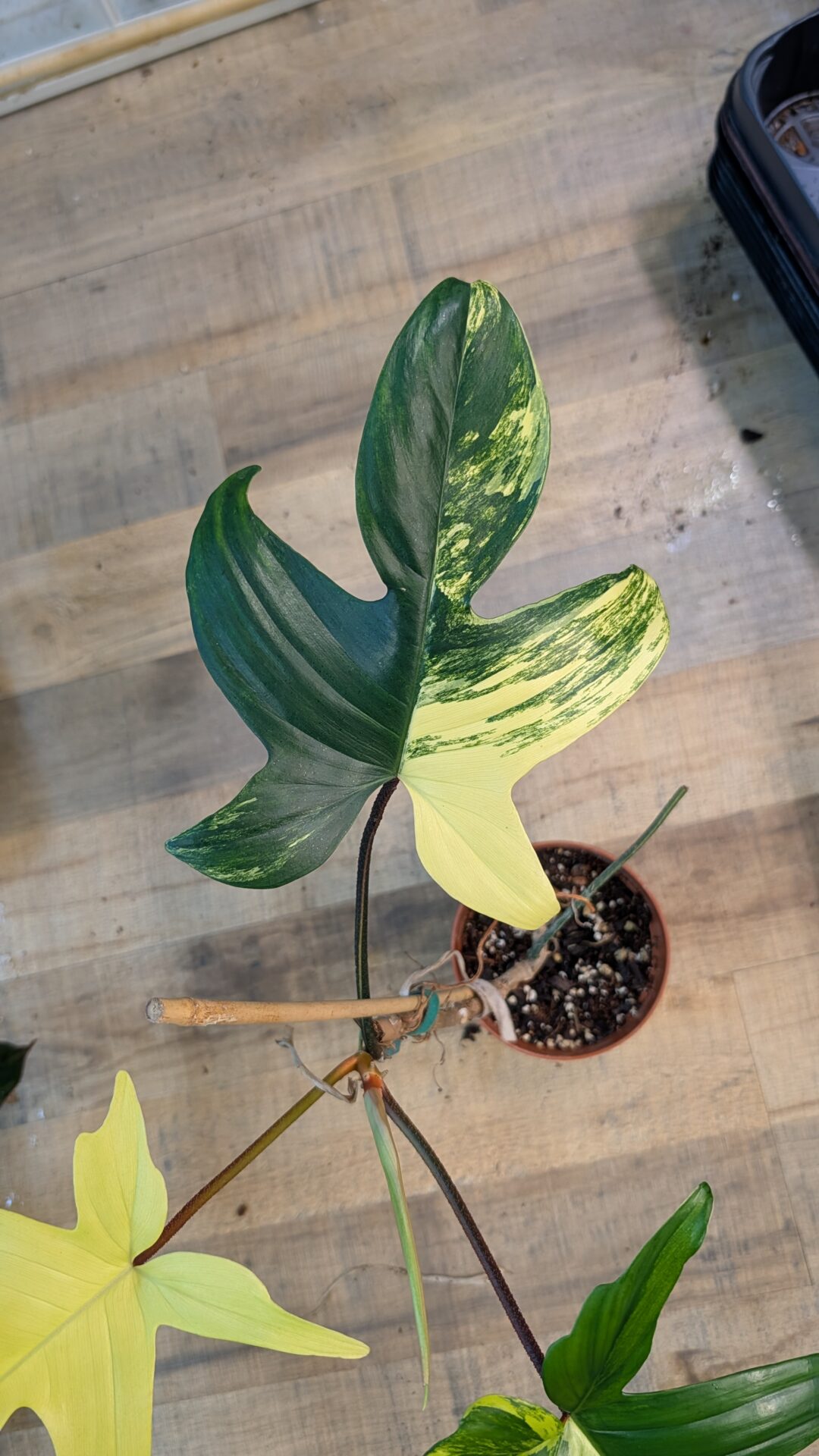Philodendron florida beauty 001 WYSIWYG – Bild 2