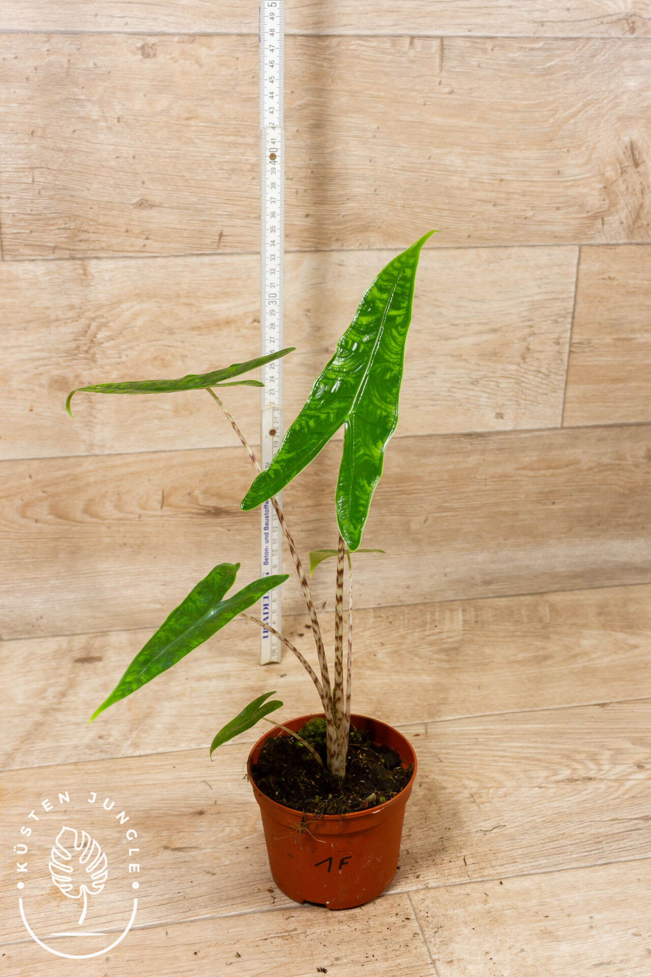 Alocasia reticulata 001F WYSIWYG