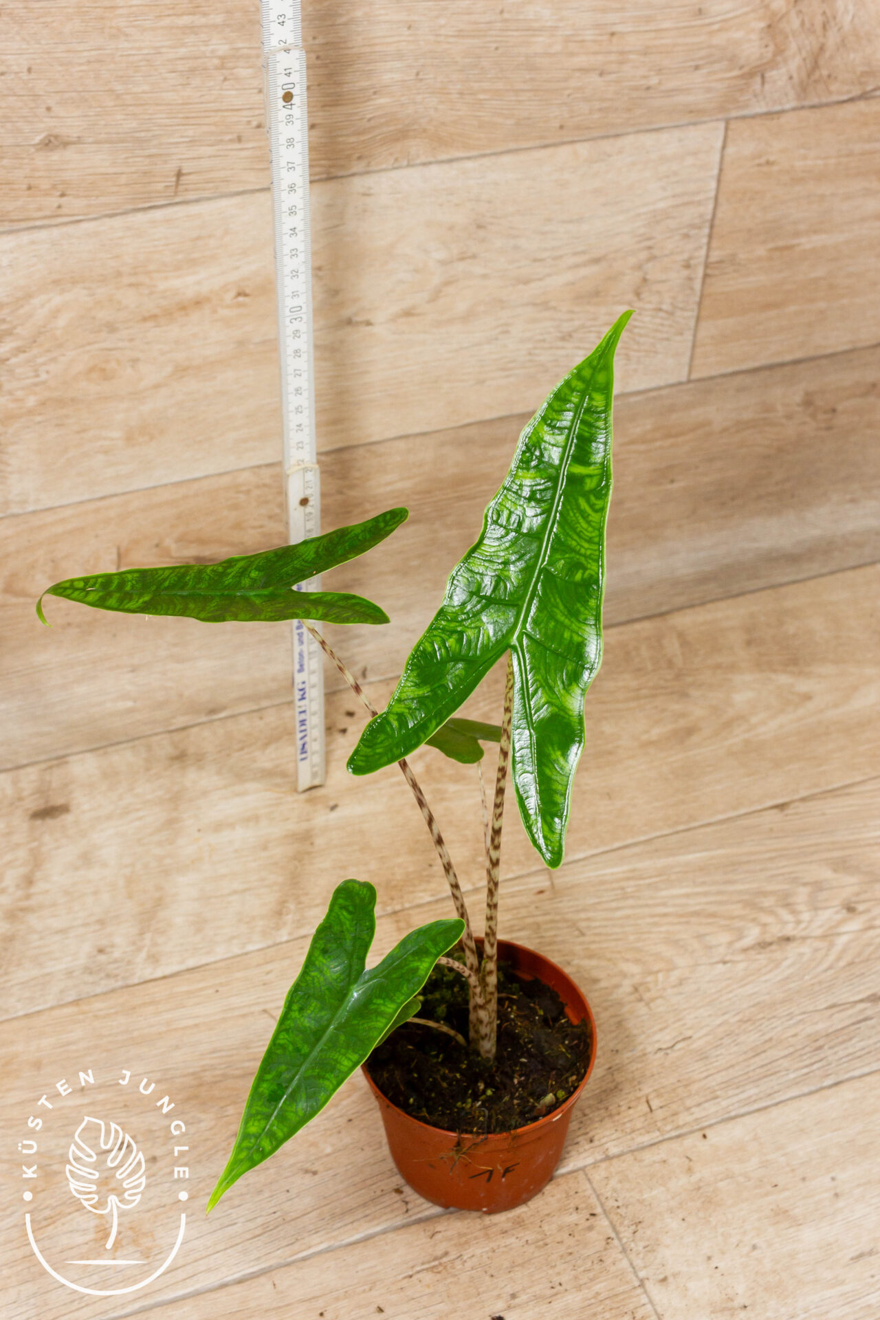 Alocasia reticulata 001F WYSIWYG – Bild 2