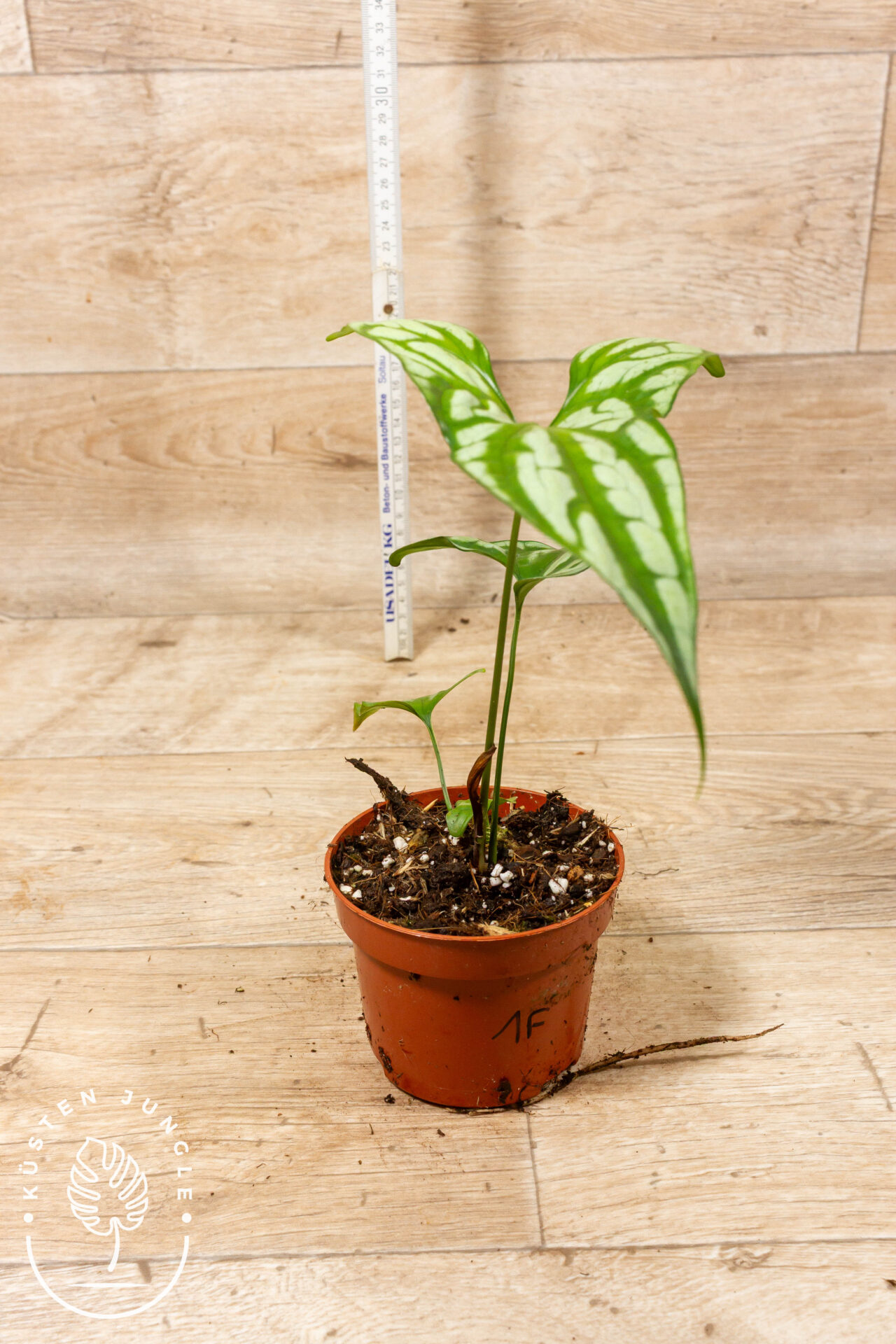 Cercestis mirabilis 001F WYSIWYG – Bild 2