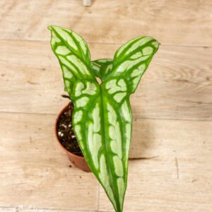 Cercestis mirabilis 001F WYSIWYG