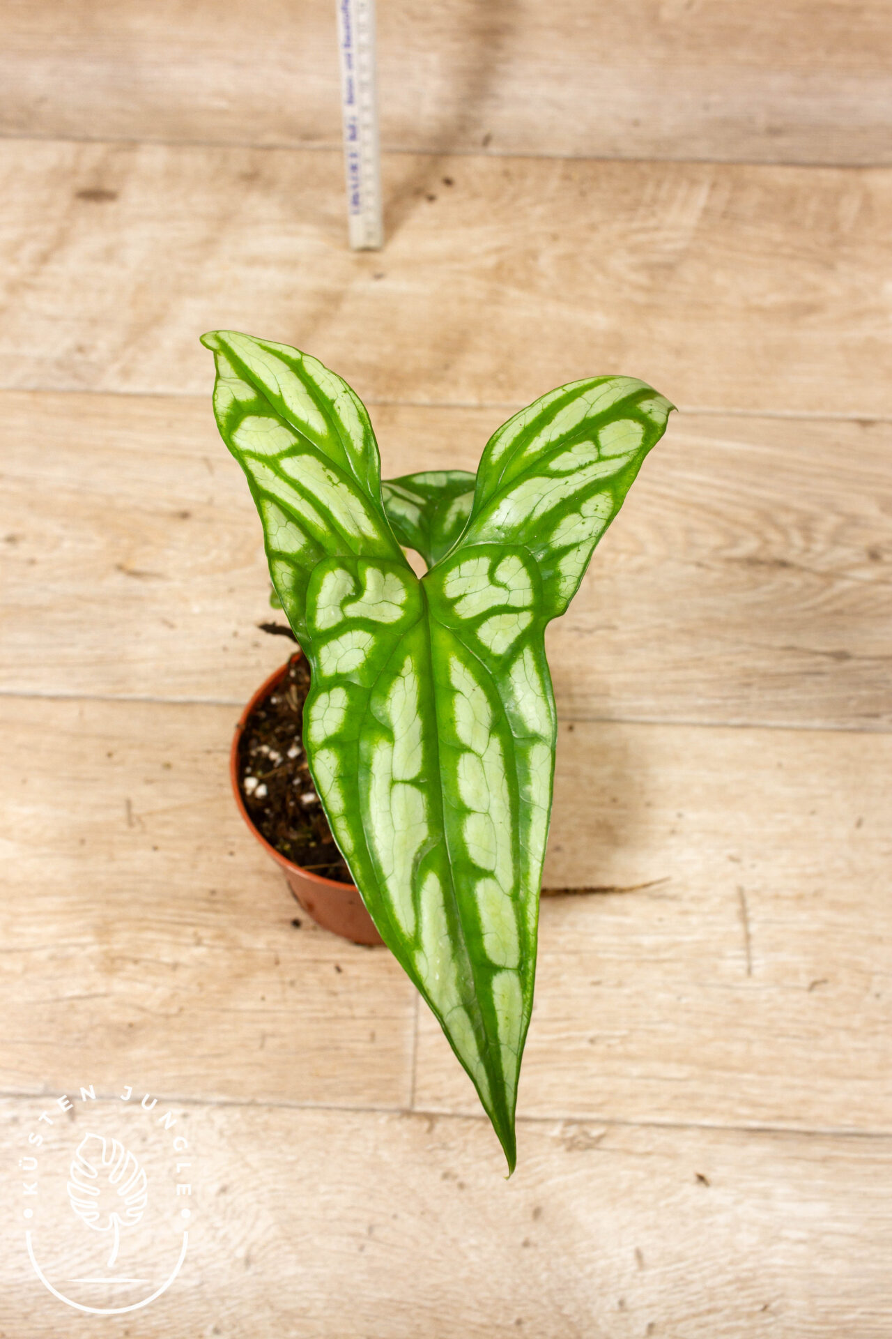 Cercestis mirabilis 001F WYSIWYG