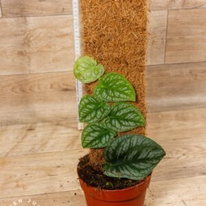 Monstera dubia 001F WYSIWYG