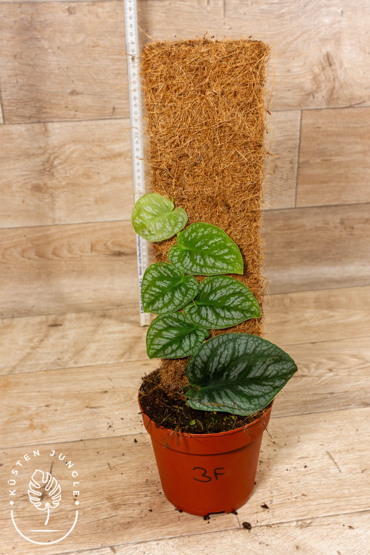 Monstera dubia 001F WYSIWYG