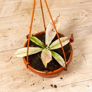 Nepenthes Viking x Ampullaria Variegata 001F WYSIWYG
