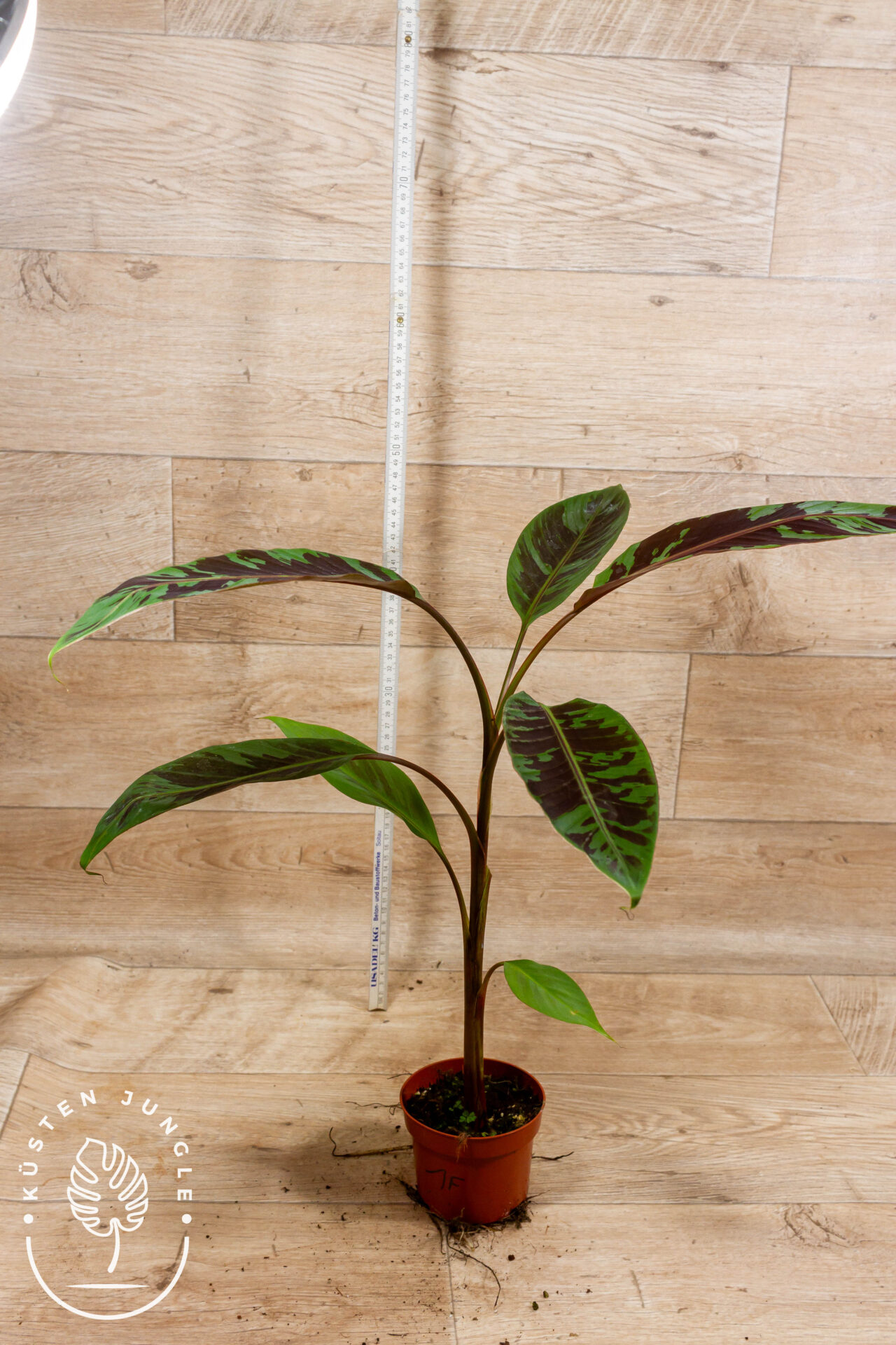 Musa Acuminata Zebrina 001F WYSIWYG