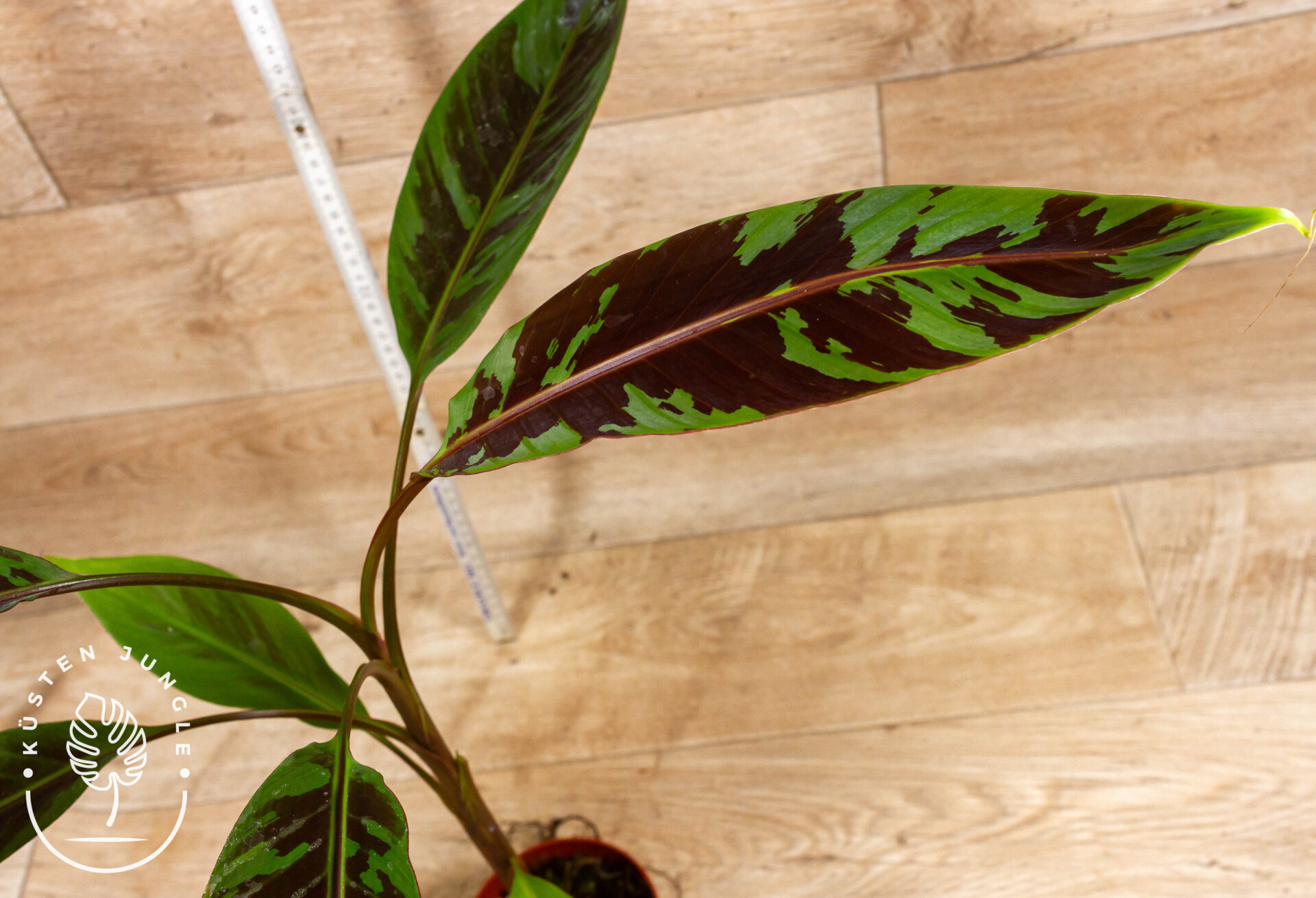 Musa Acuminata Zebrina 001F WYSIWYG – Bild 3