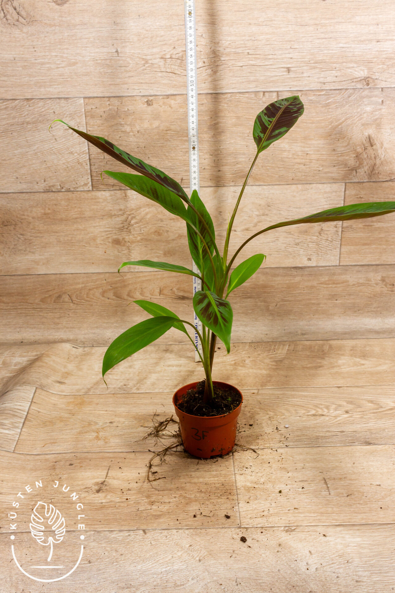 Musa Acuminata Zebrina 003F WYSIWYG