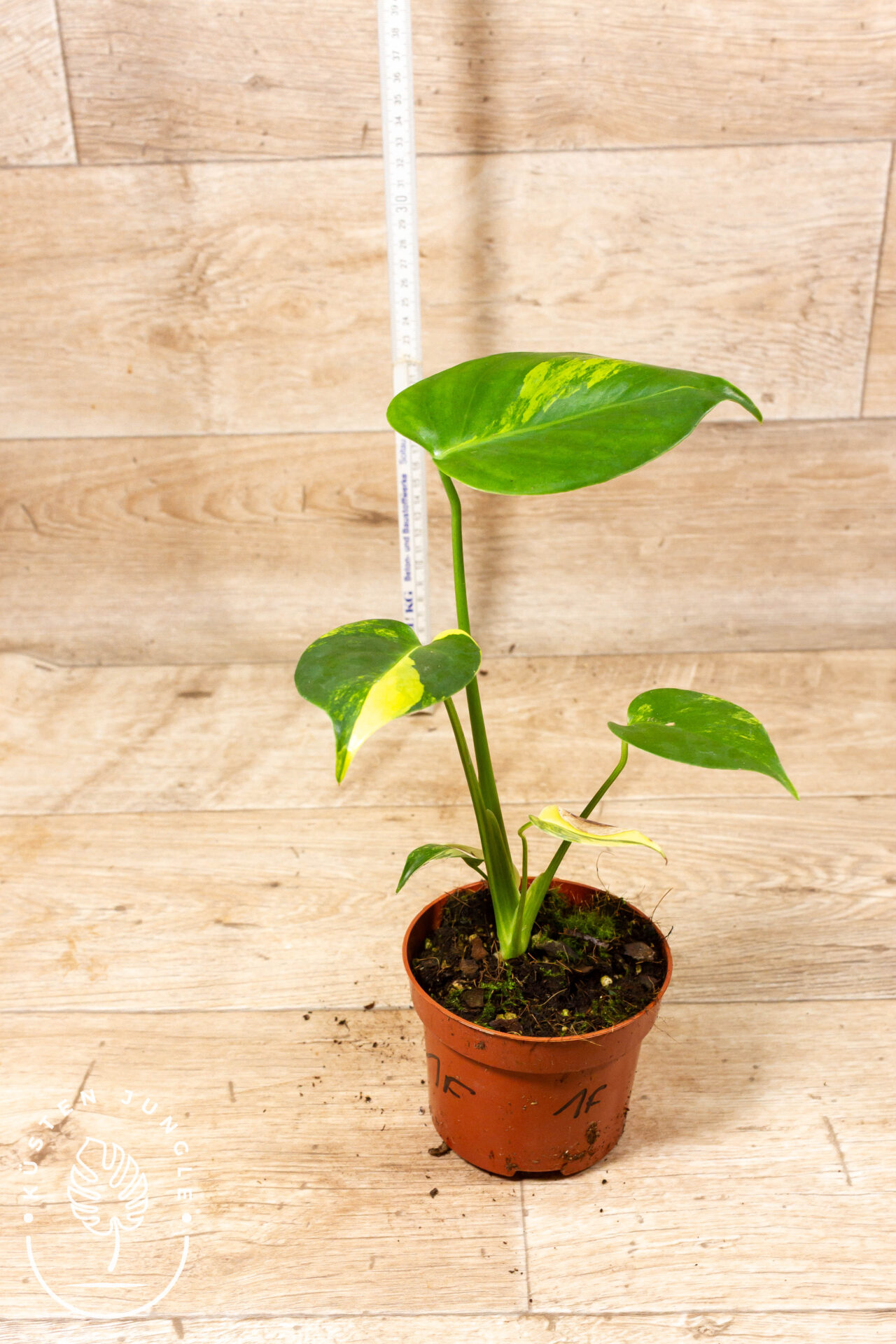 Monstera yellow marilyn 001F WYSIWYG – Bild 2