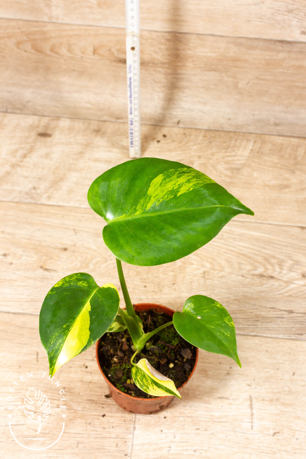 Monstera yellow marilyn 001F WYSIWYG – Bild 3