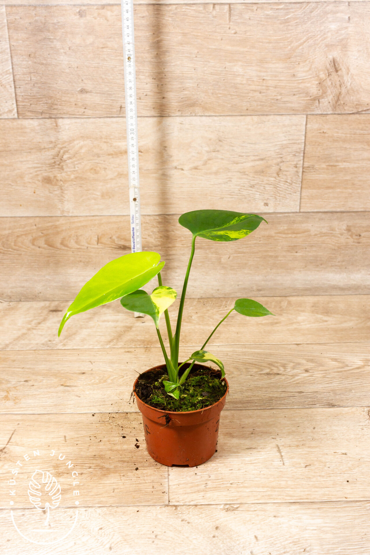 Monstera yellow marilyn 002F WYSIWYG – Bild 2