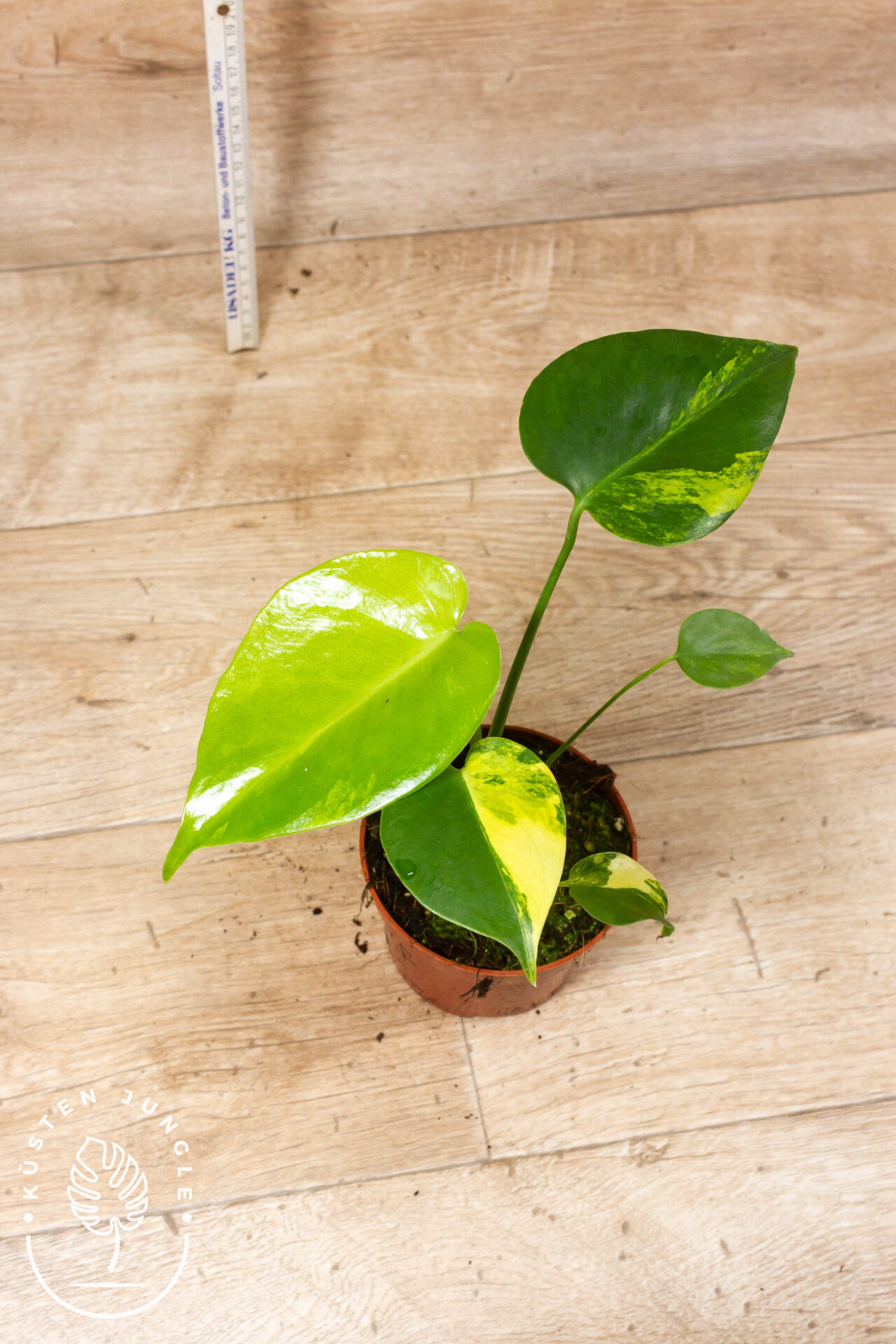 Monstera yellow marilyn 002F WYSIWYG