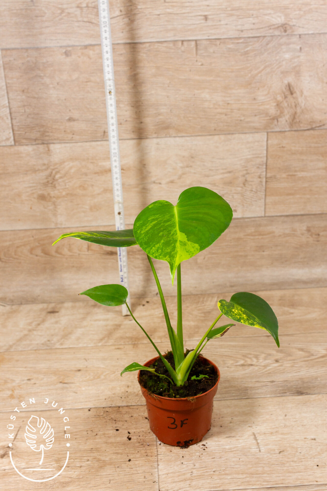 Monstera yellow marilyn 003F WYSIWYG – Bild 2