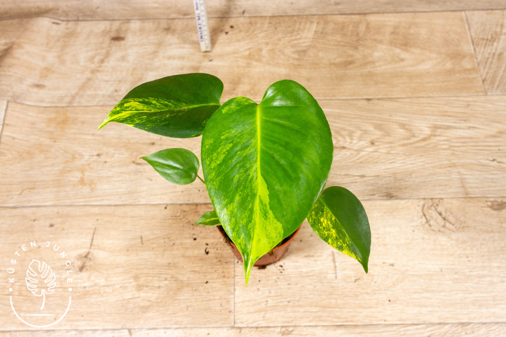 Monstera yellow marilyn 003F WYSIWYG