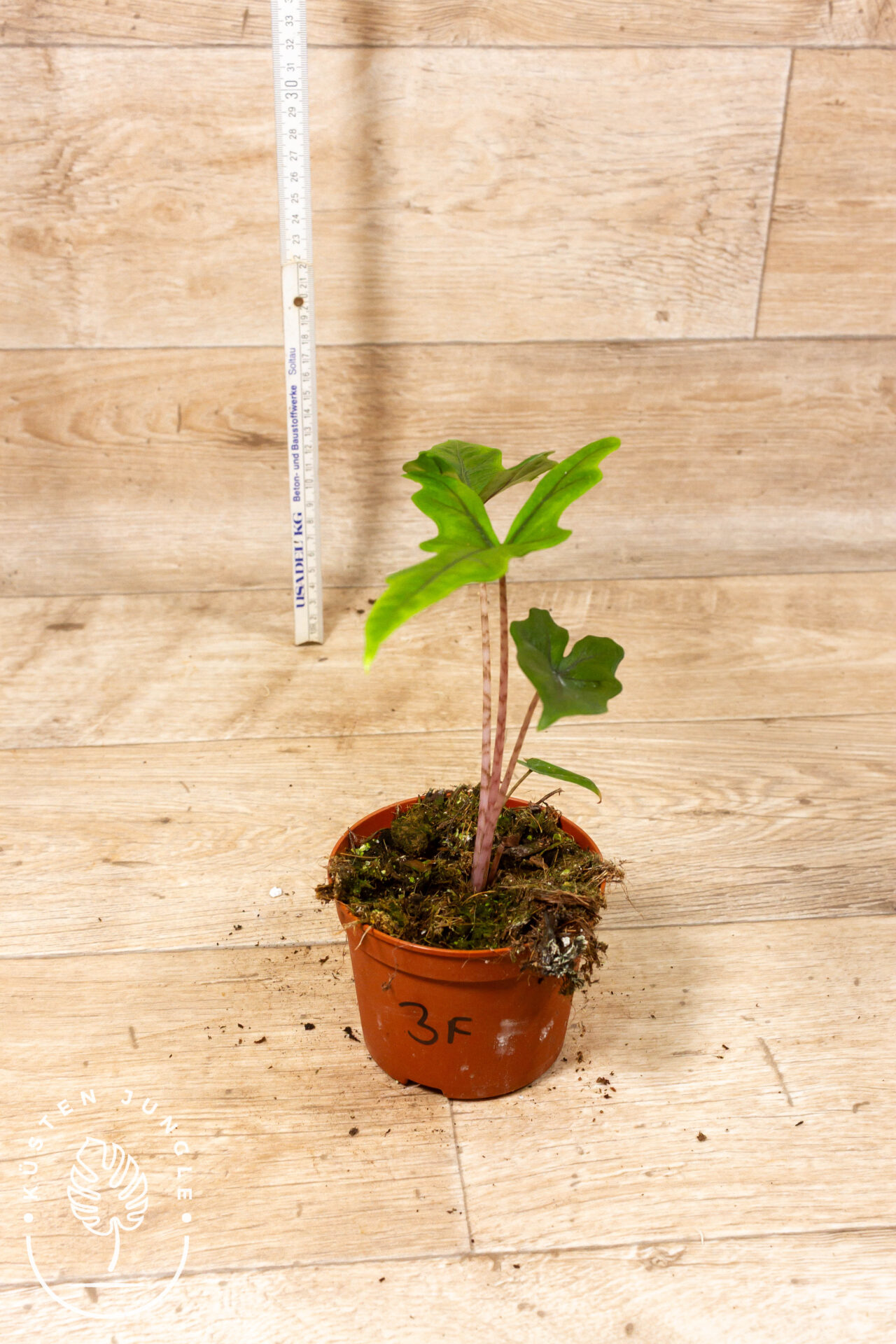 Alocasia sabrina 003F WYSIWYG – Bild 2