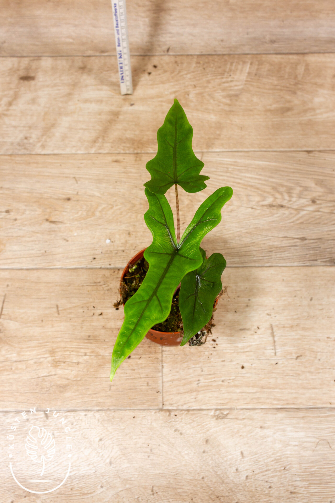 Alocasia sabrina 003F WYSIWYG