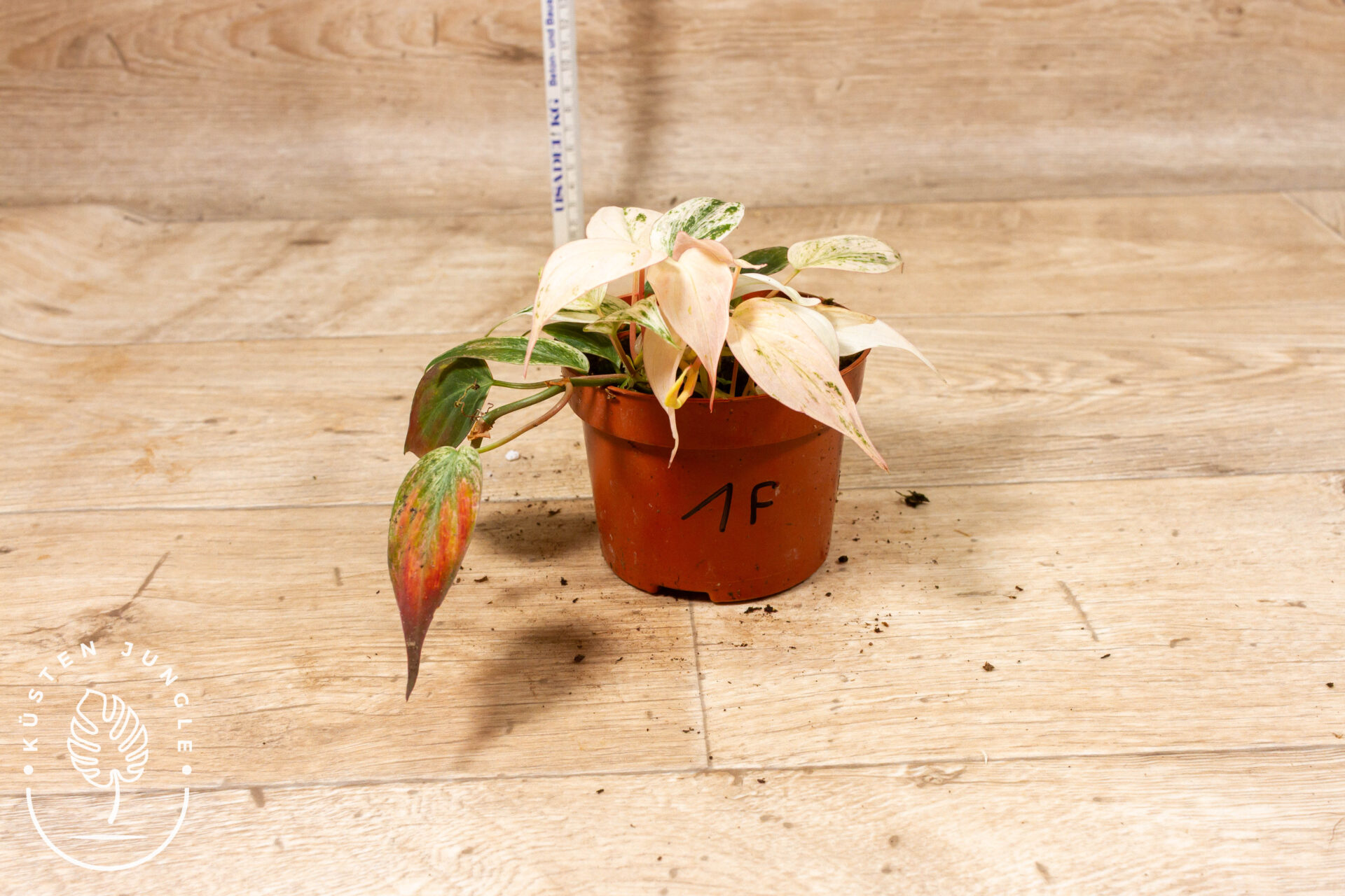 Philodendron micans marble variegata 001F WYSIWYG – Bild 2