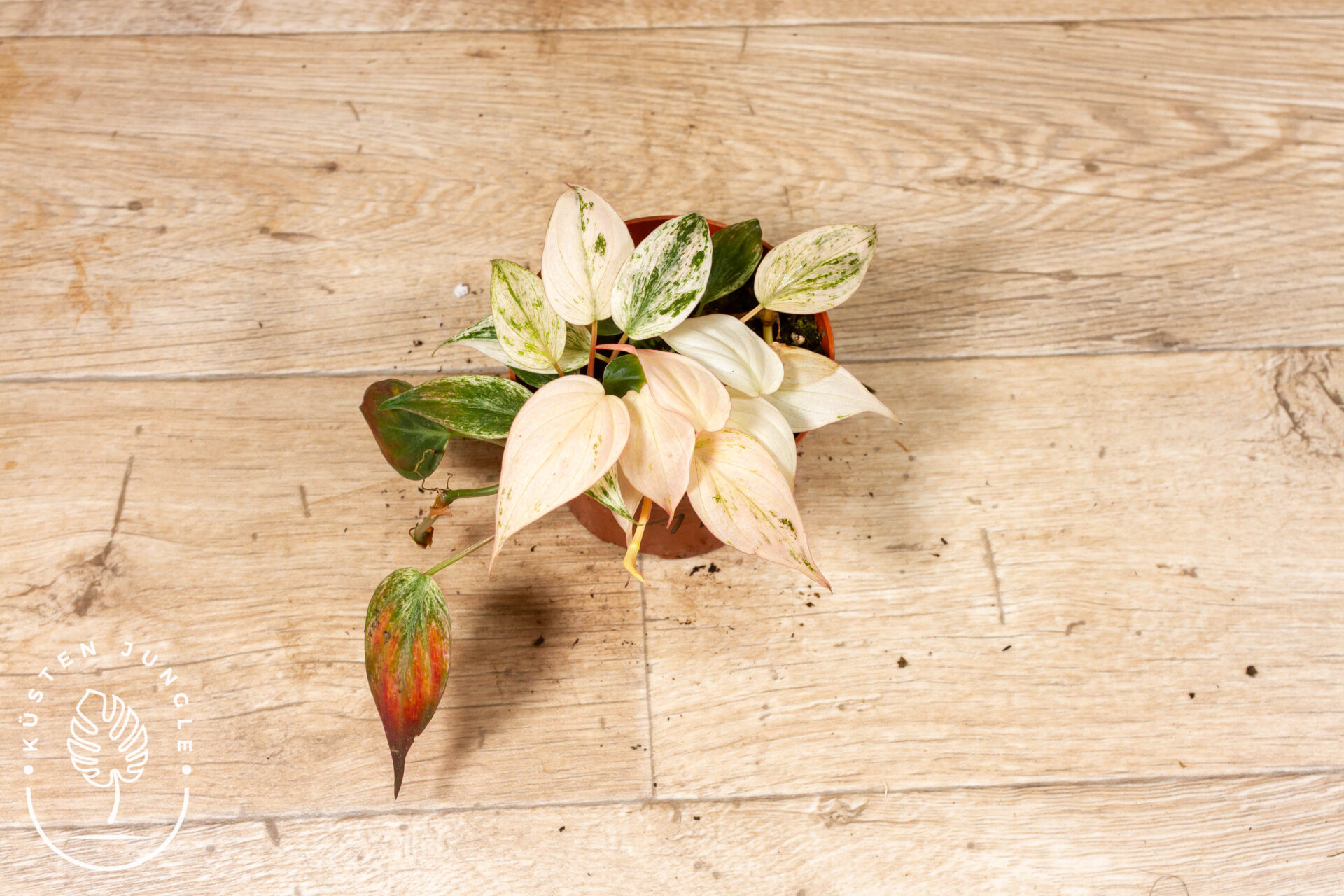 Philodendron micans marble variegata 001F WYSIWYG