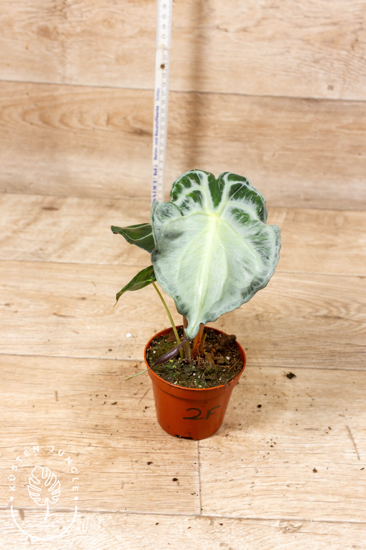 Alocasia venom 002F WYSIWYG – Bild 2