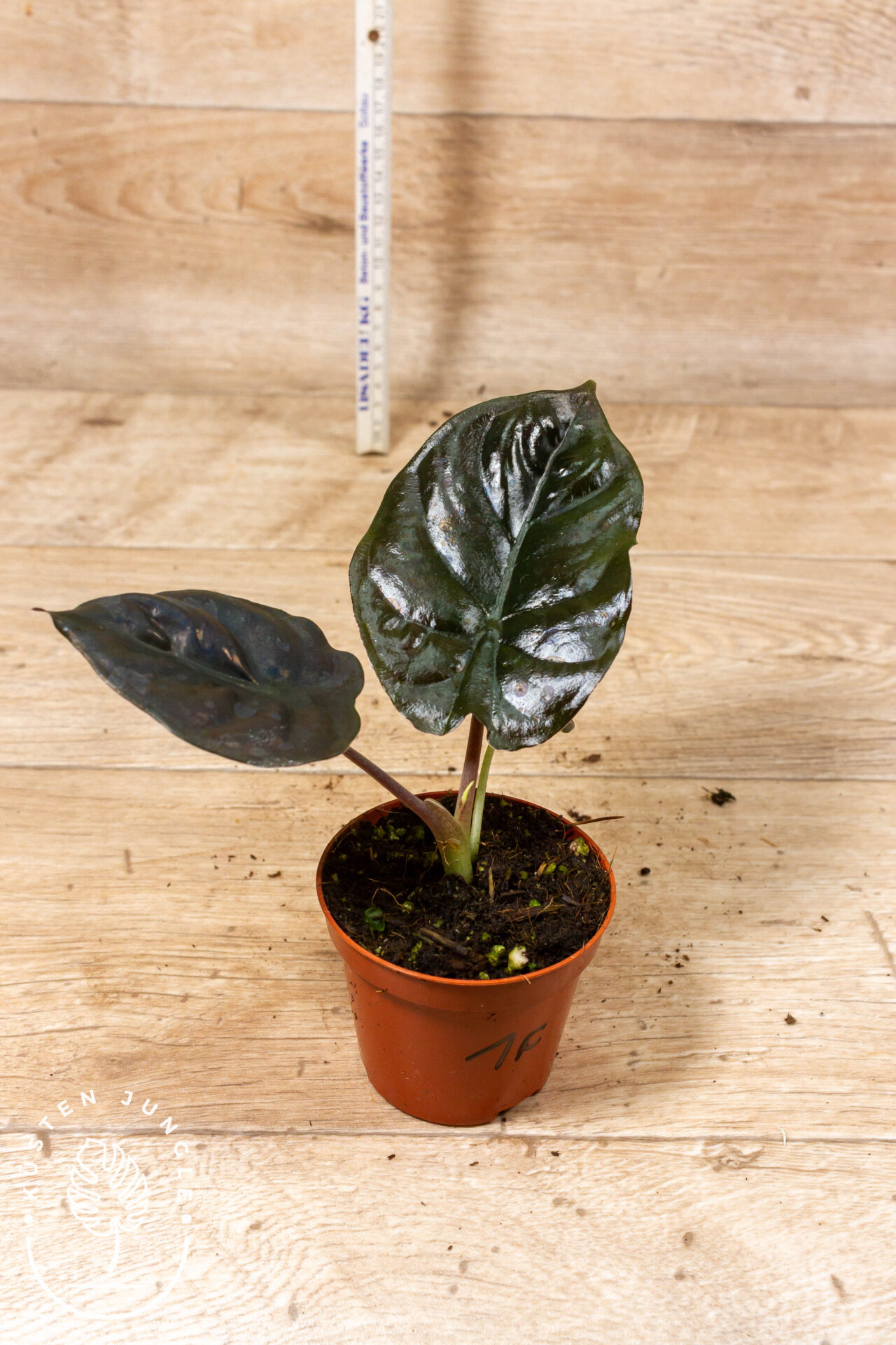 Alocasia black magic 001F