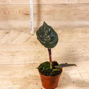 Alocasia black magic 002F