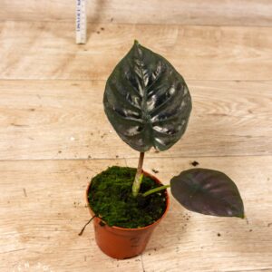Alocasia black magic 003F