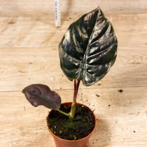 Alocasia black magic 004F