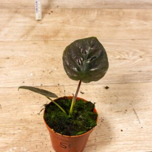 Alocasia black magic 005F