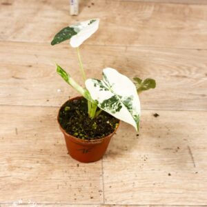 Alocasia Frydek Variegata 001F WYSIWYG