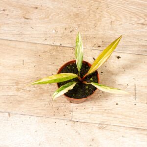 Philodendron caramel marble 001F WYSIWYG