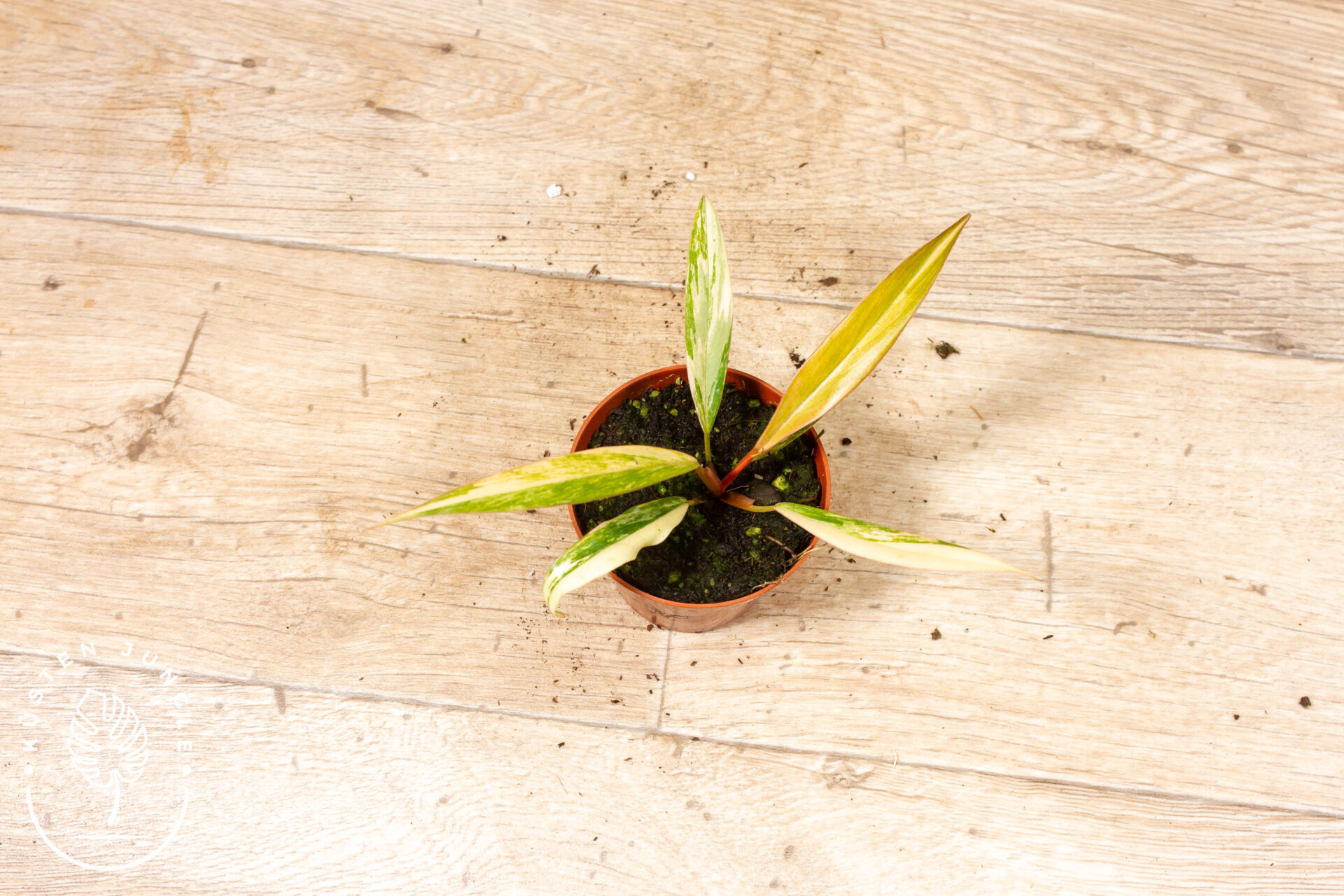 Philodendron caramel marble 001F WYSIWYG