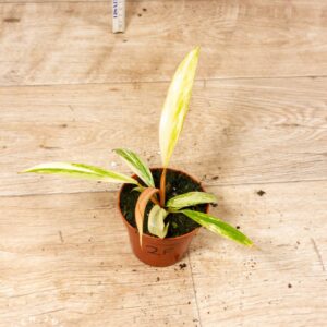 Philodendron caramel marble 002F WYSIWYG