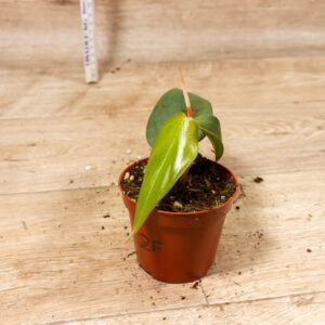 Philodendron Burle Marx Fantasy 002F