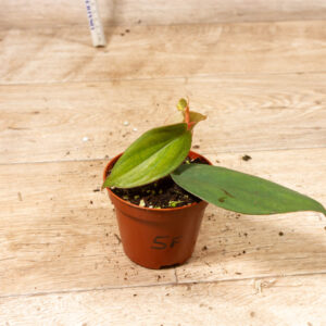 Philodendron Burle Marx Fantasy 005F