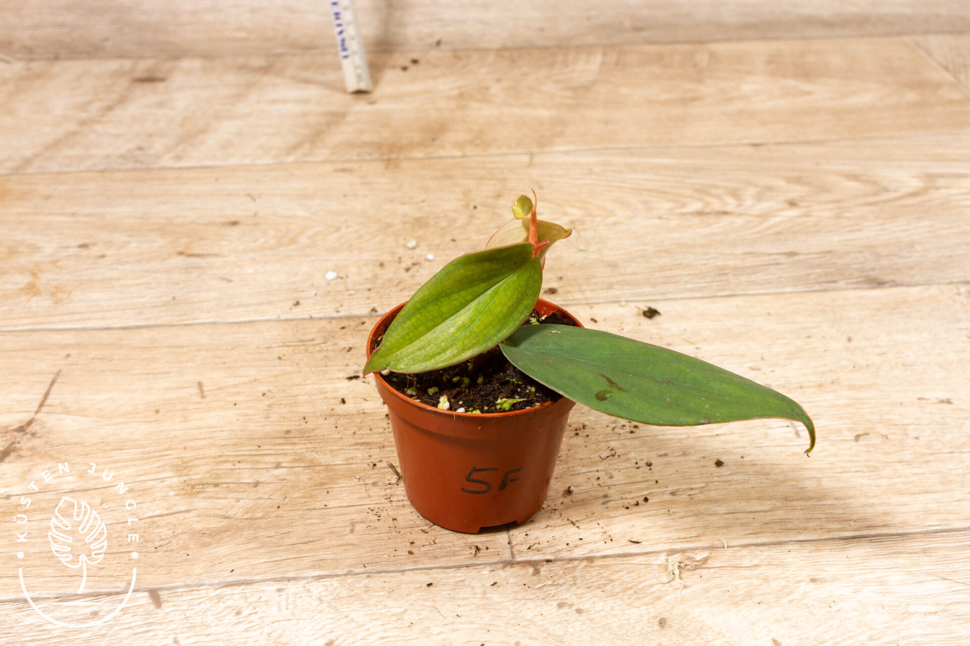 Philodendron Burle Marx Fantasy 005F