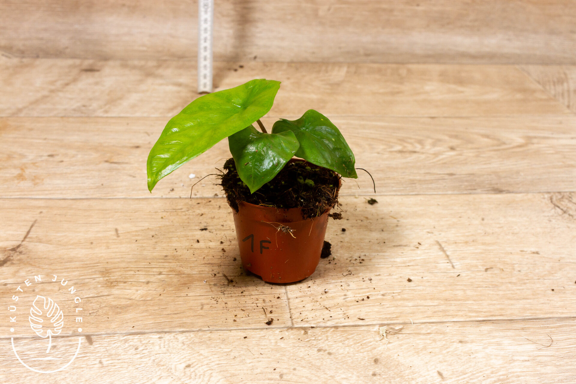 Alocasia corazon 001F – Bild 2